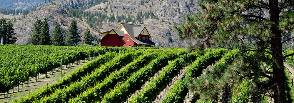 Oliver Osoyoos Wine Country - Vineyard