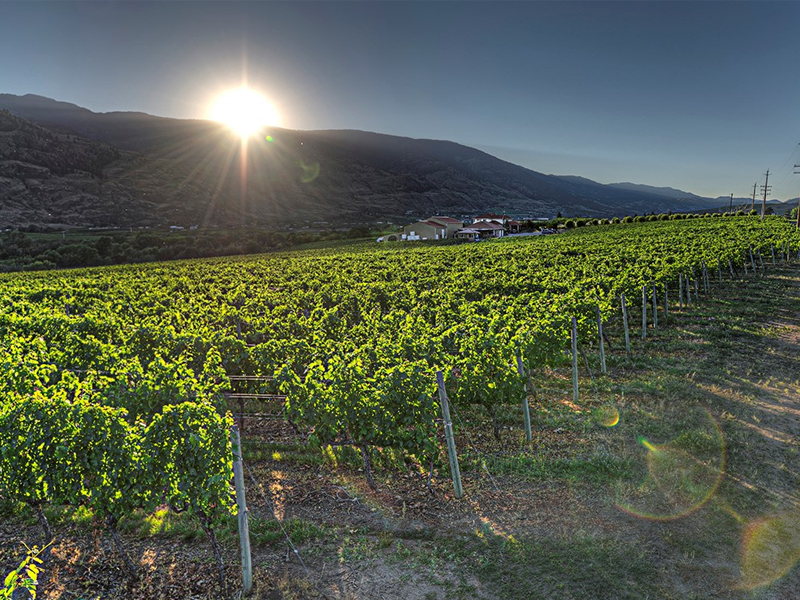 Desert Hills Winery