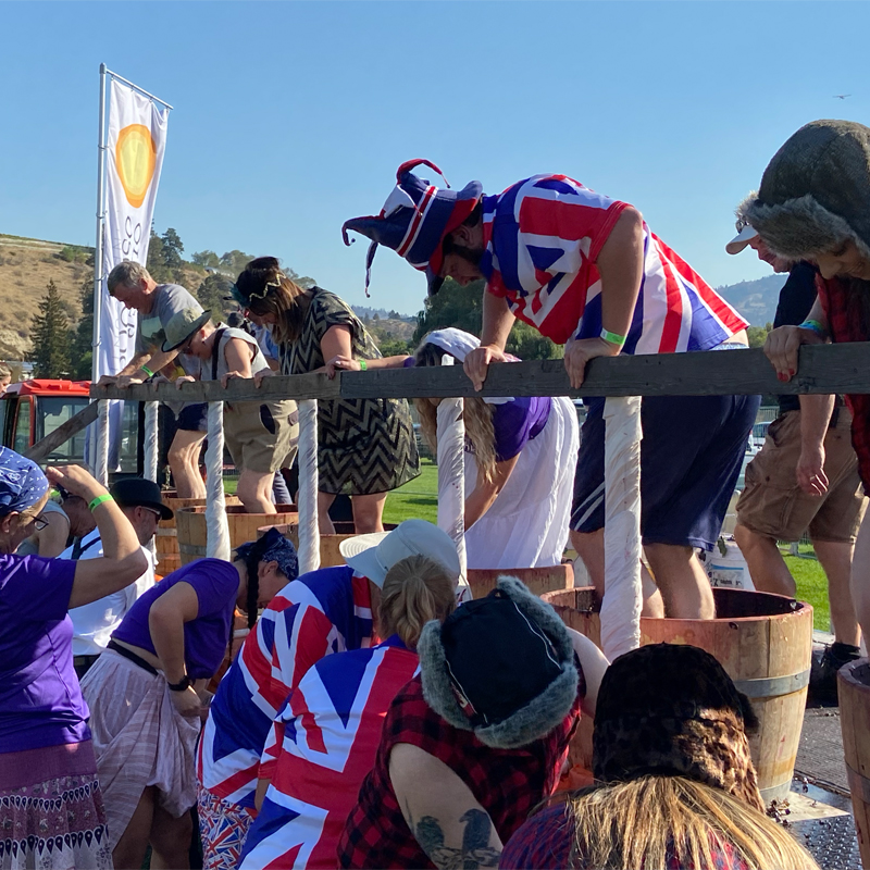 Grape Stomp | Oliver Osoyoos Wine Country